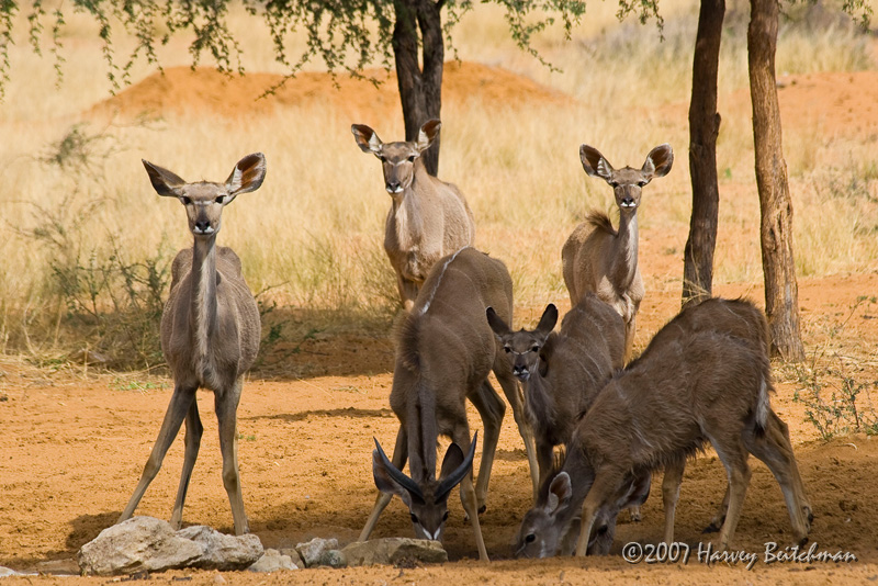 Young Kudu 2220.jpg